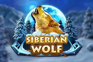 Siberian Wolf - Slot Red Rake Gaming | RTP N/A | MisterTopCasino