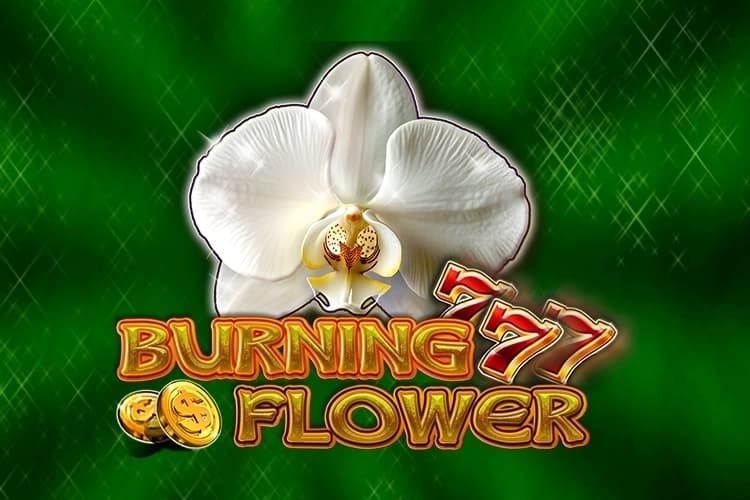 Burning Flower - Slot CT Interactive | RTP N/A | MisterTopCasino