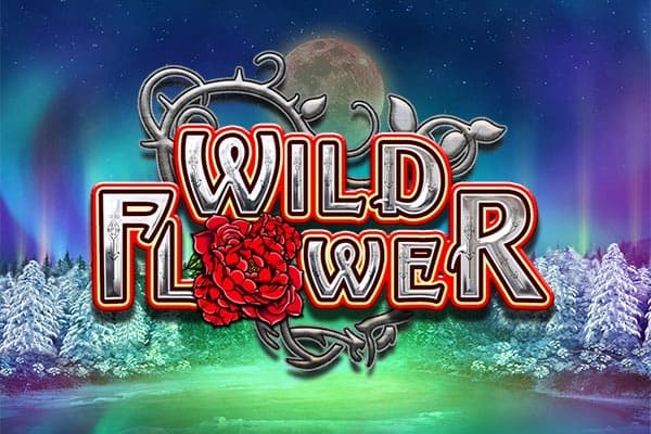 Wild Flower - Slot Big Time Gaming | RTP 96.59% | MisterTopCasino