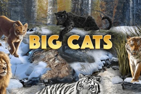 Big Cats - Slot WGS | RTP N/A | MisterTopCasino